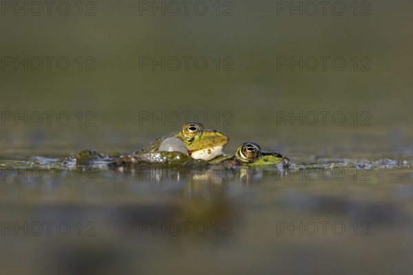 Even when mating and laying eggs, the male water frog (Pelophylax kl. esculentus) can't stop croaking, spawning season, Germany