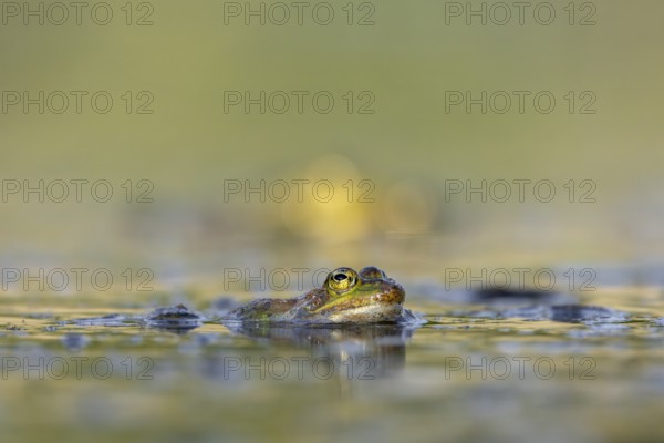 Water frogs (Pelophylax cl. esculentus) do not leave the water immediately after spawning, they are more water-bound than grass frogs, for example, Germany