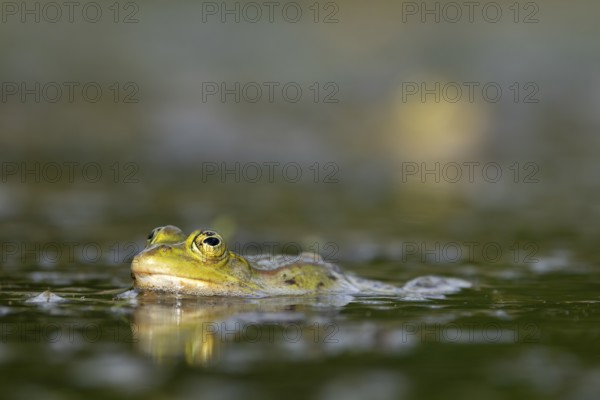 Water frogs (Pelophylax cl. esculentus) are not choosy in their choice of prey, and even smaller members of the same species are not spared, Germany