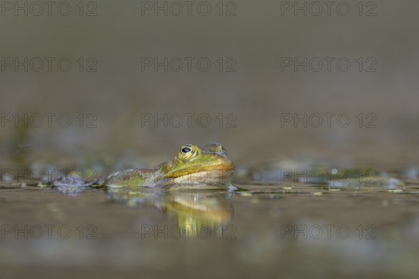 A male water frog (Pelophylax cl. esculentus) observes the competition during the spawning season, Germany