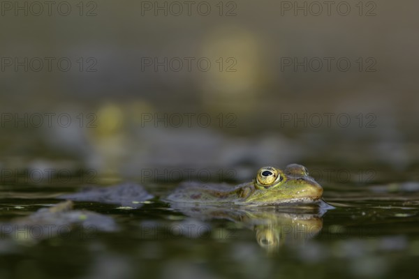 A water frog (Pelophylax kl. esculentus) waiting for prey on the water surface, Germany