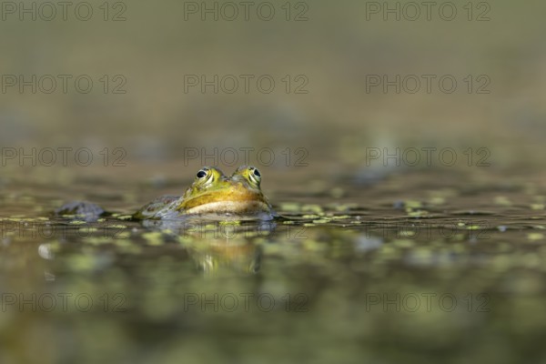 The water frog (Pelophylax kl. esculentus) is well camouflaged between the green floating leaves of the pond lentil, Germany