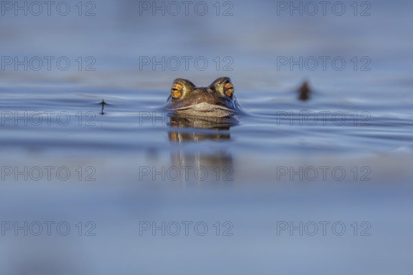 The horizontal, elliptical pupils of the male common toad (Bufo bufo) are an important distinguishing feature for all toad species, spawning season, Denmark