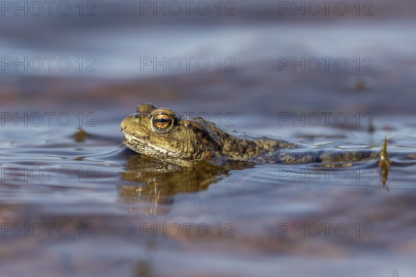 When there are waves, the male common toads (Bufo bufo) waiting for the females have to cling to small water plants or reeds to avoid being washed up on the shore, spawning time, Denmark