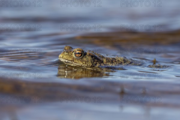 On a windy day, a male common toad (Bufo bufo) waits on the lake shore for the females to arrive, spawning season, Denmark