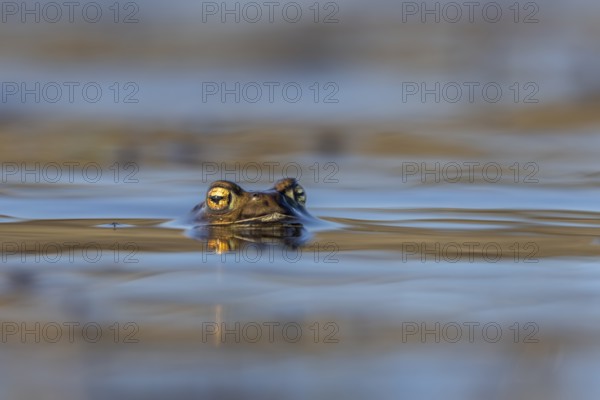 While the male common toads (Bufo bufo) spend several weeks in the spawning waters, the females leave immediately after laying their eggs, spawning time, Denmark