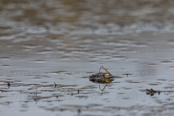 Well camouflaged and floating on the water, a male common toad (Bufo bufo) looks out for females in the spawning waters, spawning season, Denmark
