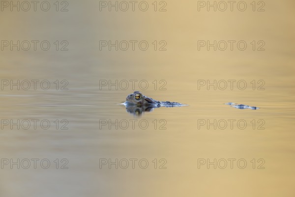Floating on the water, a male common toad (Bufo bufo) looks out for females in the spawning waters, spawning season, Germany