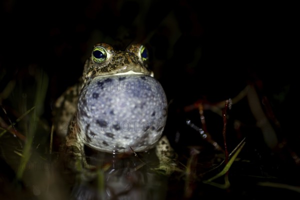 At night, the calls of the natterjack toad (Epidalea calamita) can be heard from up to 2 km away, spawning season, Denmark