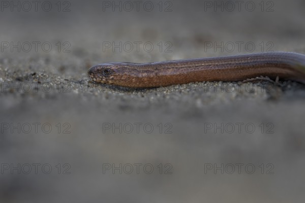 The slow worm (Anguis fragilis) slowly retreats into cover, probably having noticed my presence after all, heath landscape, Denmark