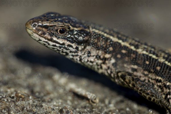 The male forest lizard (Zootoca vivipara) still lacks the orange-coloured belly that the animals wear during the mating season, portrait, sunbathing, heathland