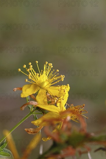 Common St John's wort (Hypericum perforatum), spotted St John's wort or common St John's wort (Hypericum perforatum), medicinal plant, flowering, Wilnsdorf, North Rhine-Westphalia, Germany