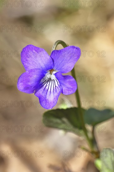 Grove violet (Viola riviniana), blue flower, on the forest floor in a beech forest, spring, Wilnsdorf, North Rhine-Westphalia, Germany