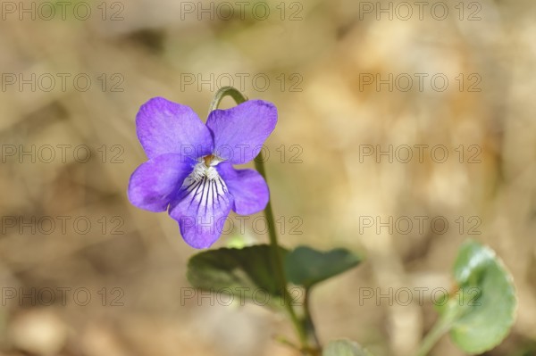 Grove violet (Viola riviniana), blue flower, on the forest floor in a beech forest, close-up, spring, Wilnsdorf, North Rhine-Westphalia, Germany