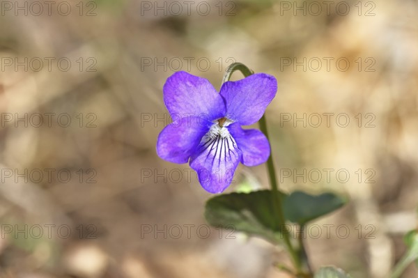 Grove violet (Viola riviniana), blue flower, on the forest floor in a beech forest, spring, Wilnsdorf, North Rhine-Westphalia, Germany