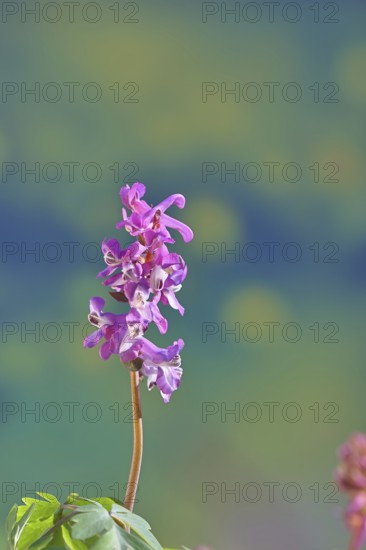 Hollow larkspur (Corydalis cava), inflorescence in a beech forest, spring, Wilnsdorf, North Rhine-Westphalia, Germany