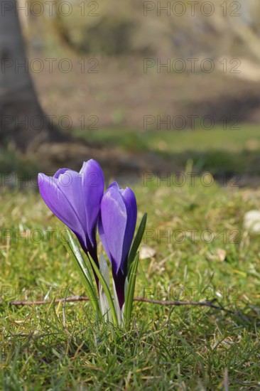 Violet crocus (Crocus neapolitanus), two flowers next to each other, spring, Siegen, North Rhine-Westphalia