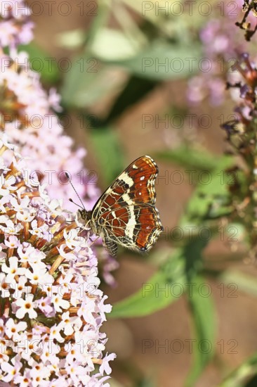 Land carder (Araschnia levana), summer generation, closed wings, underside of wings, on a summer lilac (Buddleja davidii), butterfly lilac, in a natural environment in the wild, close-up, wildlife, insects, butterflies, butterfly, Wilnsdorf, North Rhine-Westphalia, Germany