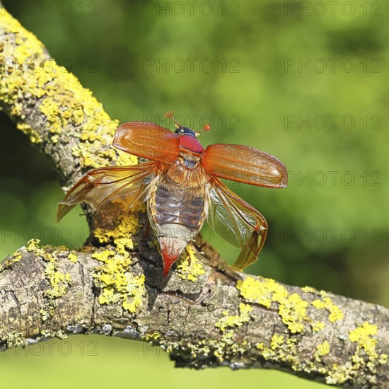 May beetle, wood cockchafer (Melolontha hippocastani), female with spread wings, on a branch covered with lichen, about to fly off, close-up, Wilnsdorf, North Rhine-Westphalia, Germany