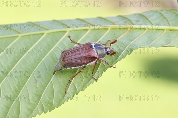 May beetle, wood cockchafer (Melolontha hippocastani), male, on leaf of a horse chestnut (Aesculus hippocastanum), close-up, Wilnsdorf, North Rhine-Westphalia, Germany