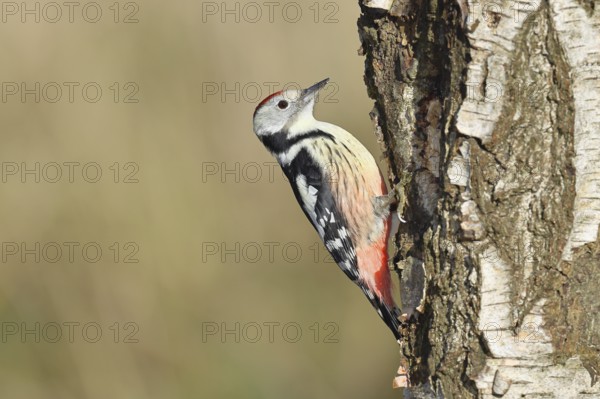Middle spotted woodpecker (Dendrocopos medius), foraging on the trunk of a common birch (Betula pendula), wildlife, woodpeckers, nature photography, autumn, Wilnsdorf, North Rhine-Westphalia, Germany