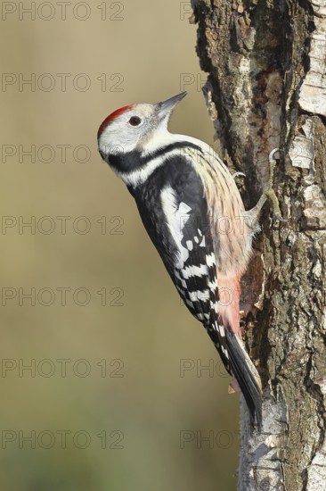 Middle spotted woodpecker (Dendrocopos medius), foraging on the trunk of a common birch (Betula pendula), wildlife, woodpeckers, nature photography, autumn, Wilnsdorf, North Rhine-Westphalia, Germany