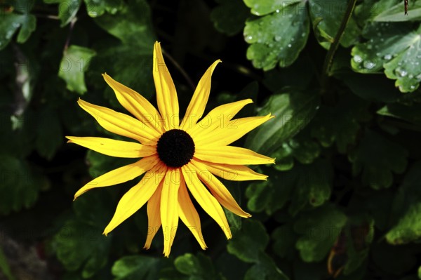 Yellow coneflower (Echinacea paradoxa), yellow flower against a black background, in a garden, Wilnsdorf, North Rhine-Westphalia, Germany