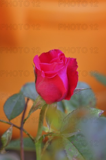Rose blossom (Rosa sp.), red flower, in a garden, Wilnsdorf, North Rhine-Westphalia, Germany