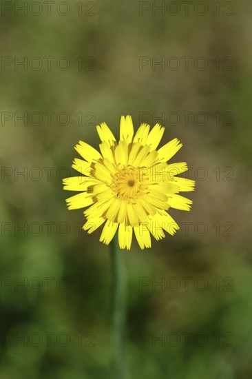 Mouse-ear hawkweed, also known as mouse-eared hawkweed or long-haired hawkweed (Hieracium pilosella), medicinal plant used medicinally as a diuretic, it also has a mild psychoactive effect that is compared to that of cannabis, close-up, Wilnsdorf, North Rhine-Westphalia, Germany