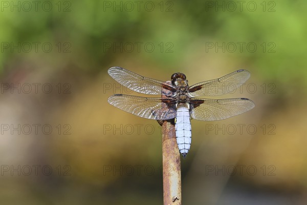 Flat-bellied dragonfly (Libellula depressa), family of damselflies (Libellulidae), male sitting on a fence top in the garden, close-up, Wilnsdorf, North Rhine-Westphalia, Germany