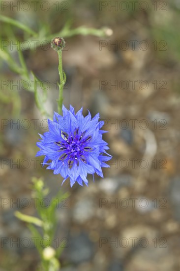 Cornflower (Centaurea cyanus), blue flower at the edge of a field, Wilnsdorf, North Rhine-Westphalia, Germany