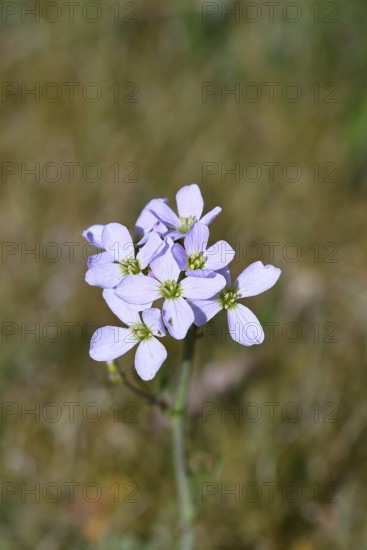 Meadow foamwort (Cardamine pratensis), cuckoo flower, lady's mantle in bloom, Wilnsdorf, North Rhine-Westphalia, Germany