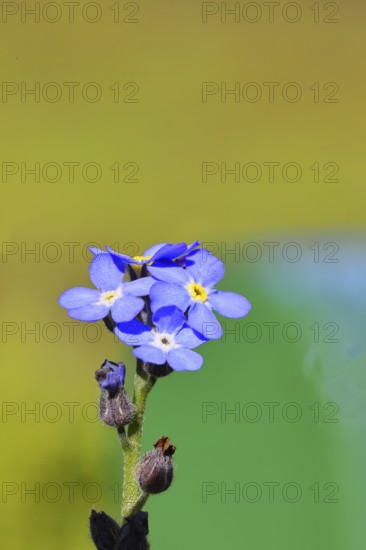 Marsh forget-me-not (Myosotis palustris), true forget-me-not in bloom in spring, close-up, Wilnsdorf, North Rhine-Westphalia, Germany