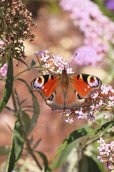 Peacock butterfly (Inachis io) sucking nectar on butterfly bush (Buddleja davidii), in a natural environment in the wild, close-up, wildlife, insects, butterflies, butterflies, Wilnsdorf, North Rhine-Westphalia, Germany