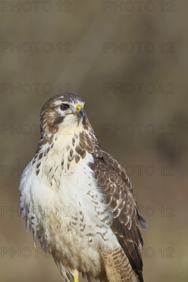 Buzzard (buteo buteo), light-coloured variant, light morph, side view, animal portrait, wildlife, North Rhine-Westphalia, Germany