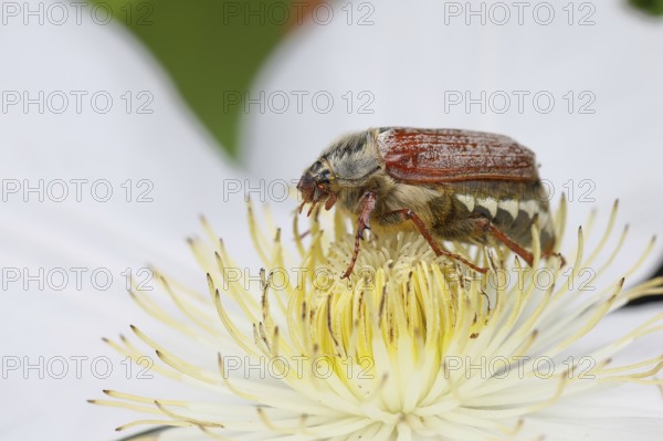 Cockchafer, field cockchafer (Melolontha melolontha), female on a clematis flower, Wilnsdorf, North Rhine-Westphalia, Germany