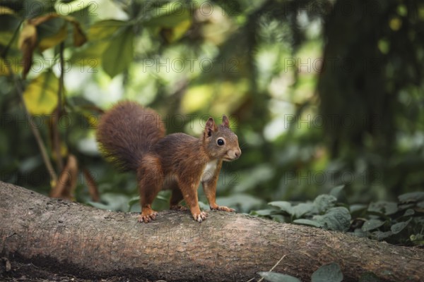 Eurasian squirrel (Sciurus vulgaris), red squirrel stands attentively on a lying tree trunk in the greenery, cropped in front of soft background bokeh, natural daylight and quiet forest atmosphere, Dortmund, North Rhine-Westphalia, Germany