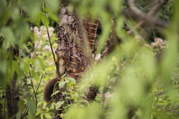 Eurasian squirrel (Sciurus vulgaris), squirrel climbs on a tree trunk and is partially covered by dense foliage, natural camouflage in the green undergrowth, soft diffuse daylight and quiet forest atmosphere, Dortmund, North Rhine-Westphalia, Germany