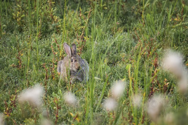 Wild rabbit (Oryctolagus cuniculus) adult, sitting hidden in dense coastal grass and low vegetation, frontal view of the viewer with natural camouflage, blurred plants in the foreground, soft daylight and calm natural atmosphere, Schillig, Lower Saxony, Germany