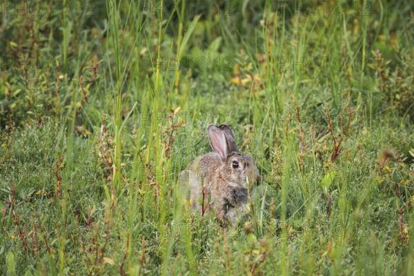 Wild rabbit (Oryctolagus cuniculus) adult, sitting in high coastal grass and low vegetation, side view with erect ears and natural camouflage, soft daylight and quiet natural atmosphere, Schillig, Lower Saxony, Germany