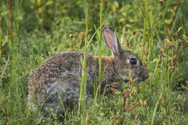 Wild rabbit (Oryctolagus cuniculus) adult, in high coastal grass, lateral profile view between blades of grass with natural camouflage in green vegetation, soft daylight and quiet natural atmosphere, Schillig, Lower Saxony, Germany