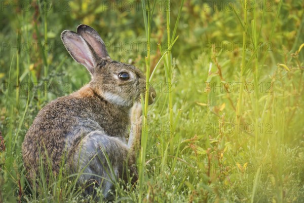 Wild rabbit (Oryctolagus cuniculus) adult, sitting in high coastal grass and scratching itself, side view with erect ears and natural camouflage, yellow-green foreground as soft colour veil, quiet nature mood, Schillig, Lower Saxony, Germany