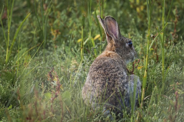 Wild rabbit (Oryctolagus cuniculus) adult, sitting in high coastal grass with its back to the viewer and turning its head sideways, erect ears and natural camouflage fur in green vegetation, soft light and calm natural atmosphere, Schillig, Lower Saxony, Germany