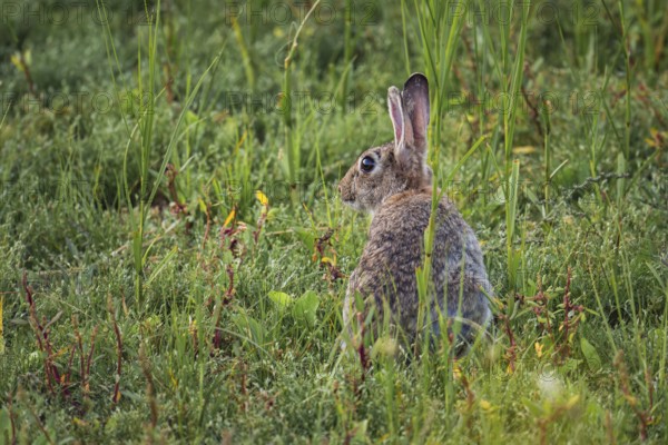 Wild rabbit (Oryctolagus cuniculus) adult, sitting in high coastal grass, lateral profile with erect ears in dense green vegetation, soft evening light and quiet natural atmosphere, Schillig, Lower Saxony, Germany