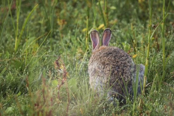 Wild rabbit (Oryctolagus cuniculus) adult, sitting from behind in tall grass, erect ears and fluffy tail in dense green vegetation, Schillig, Lower Saxony, Germany