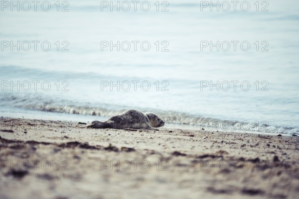 Harbour seal (Phoca vitulina) pup, howler, at the water's edge on a sandy beach, soft light, Schillig, Lower Saxony, Germany