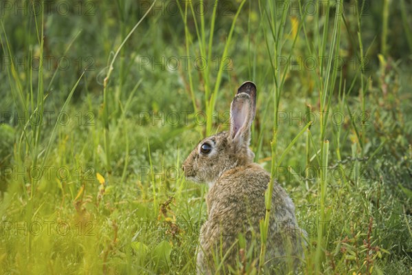 Wild rabbit (Oryctolagus cuniculus) adult, sitting in profile in tall grass, erect ears and alert expression in green meadow vegetation with soft light, Schillig, Lower Saxony, Germany