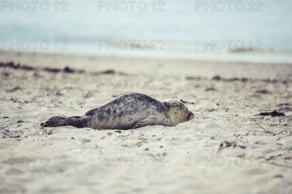 Harbour seal (Phoca vitulina) pup, howler, lying on the beach, side view on sandy ground with sea in the background, soft light, Schillig, Lower Saxony, Germany