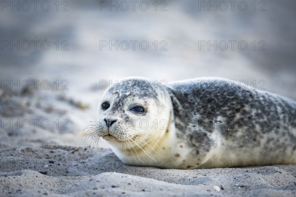 Harbour seal (Phoca vitulina) pup, howler, lying on a sandy beach, close-up with head slightly raised and frontal view of the viewer, whiskers and speckled fur clearly visible, calm coastal scenery in the background, soft light, Schillig, Lower Saxony, Germany