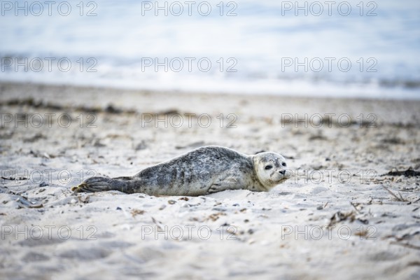 Harbour seal (Phoca vitulina) pup, howler, lying on the sandy beach, side view with frontal view of the viewer, in the background seashore with small waves, soft light, Schillig, Lower Saxony, Germany